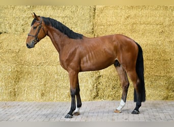 Zangersheider, Gelding, 4 years, 16,1 hh, Bay