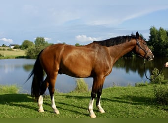 Zangersheider, Gelding, 4 years, 16,1 hh, Brown