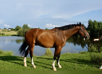 Zangersheider, Gelding, 4 years, 16,1 hh, Brown