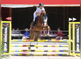 Zangersheider, Gelding, 4 years, 16,1 hh, Chestnut-Red