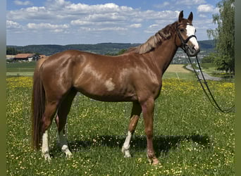 Zangersheider, Gelding, 4 years, 16,1 hh, Chestnut-Red