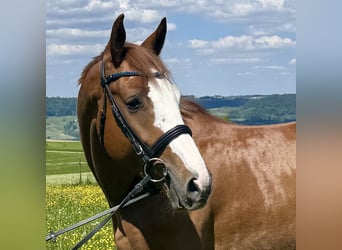 Zangersheider, Gelding, 4 years, 16,1 hh, Chestnut-Red