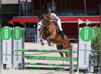 Zangersheider, Gelding, 4 years, 16,1 hh, Chestnut-Red