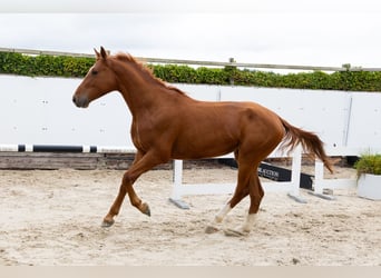 Zangersheider, Gelding, 4 years, 16,1 hh, Chestnut-Red