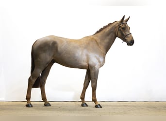 Zangersheider, Gelding, 4 years, 16,1 hh, Chestnut-Red