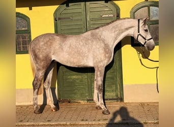 Zangersheider, Gelding, 4 years, 16,1 hh, Grey