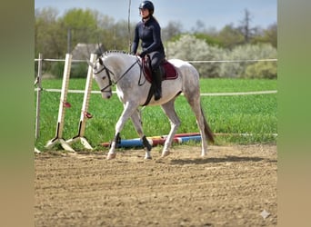 Zangersheider, Gelding, 4 years, 16,1 hh, Grey