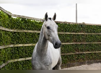 Zangersheider, Gelding, 4 years, 16,1 hh, Grey