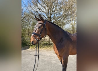 Zangersheider, Gelding, 4 years, 16,2 hh, Brown