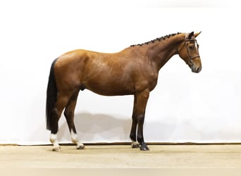 Zangersheider, Gelding, 4 years, 16,2 hh, Brown