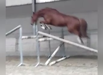 Zangersheider, Gelding, 4 years, 16,2 hh, Grey-Blue-Tan