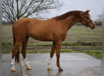 Zangersheider, Gelding, 4 years, 16,2 hh