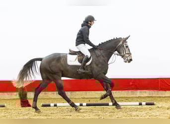 Zangersheider, Gelding, 4 years, 16,3 hh, Grey