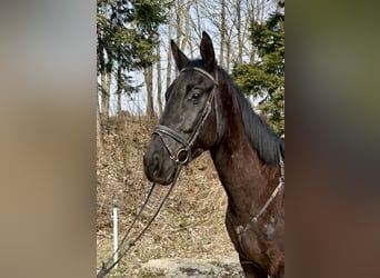 Zangersheider, Gelding, 4 years, 17.1 hh, Black