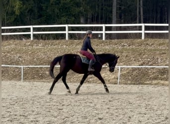 Zangersheider, Gelding, 4 years, 17.1 hh, Black