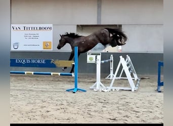 Zangersheider, Gelding, 4 years, 17.1 hh, Brown Falb mold