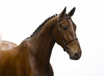 Zangersheider, Gelding, 4 years, 17,2 hh, Brown