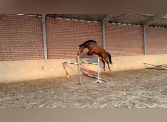 Zangersheider, Gelding, 4 years, 17 hh, Brown