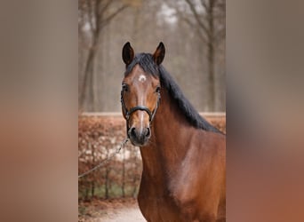 Zangersheider, Gelding, 4 years, 17 hh, Brown