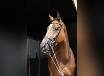 Zangersheider, Gelding, 4 years, 17 hh, Brown
