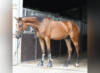Zangersheider, Gelding, 4 years, 17 hh, Brown