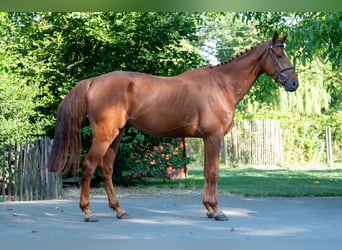 Zangersheider, Gelding, 4 years, 17 hh, Chestnut-Red
