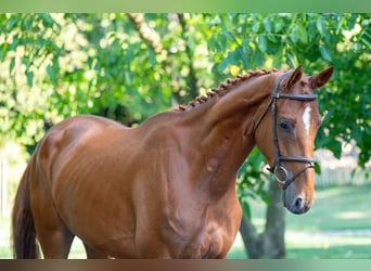 Zangersheider, Gelding, 4 years, 17 hh, Chestnut-Red