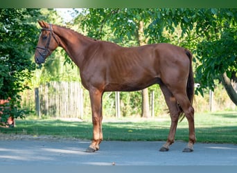 Zangersheider, Gelding, 4 years, 17 hh, Chestnut-Red