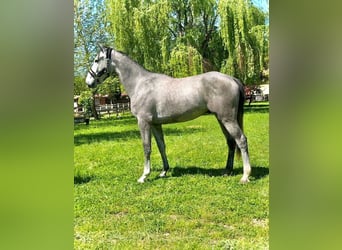 Zangersheider, Gelding, 4 years, 17 hh, Grey-Dark-Tan