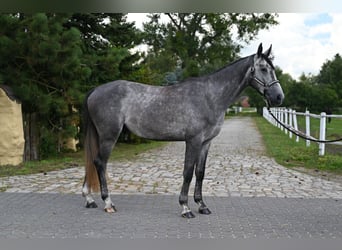 Zangersheider, Gelding, 4 years, 17 hh, Grey