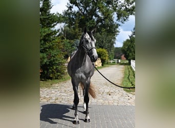Zangersheider, Gelding, 4 years, 17 hh, Grey