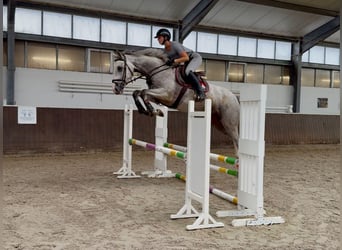 Zangersheider, Gelding, 4 years, 17 hh, Grey