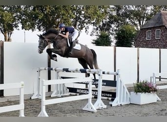 Zangersheider, Gelding, 4 years, 17 hh, Grey