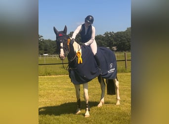 Zangersheider, Gelding, 4 years, 17 hh, Pinto