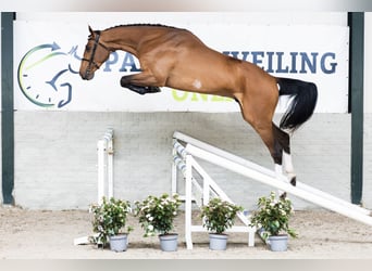 Zangersheider, Gelding, 4 years, 17,1 hh