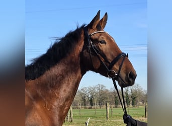 Zangersheider, Gelding, 4 years, 17,2 hh, Brown