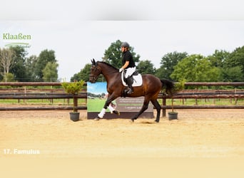 Zangersheider, Gelding, 4 years, Bay-Dark