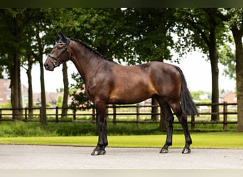 Zangersheider, Gelding, 4 years, Bay-Dark