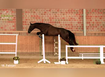 Zangersheider, Gelding, 4 years, Bay-Dark