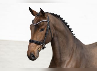 Zangersheider, Gelding, 4 years, Bay