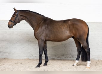 Zangersheider, Gelding, 4 years, Bay