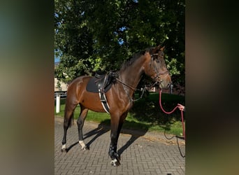 Zangersheider, Gelding, 4 years, Brown