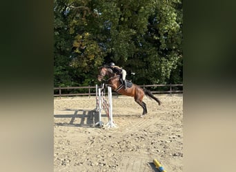 Zangersheider, Gelding, 4 years, Brown