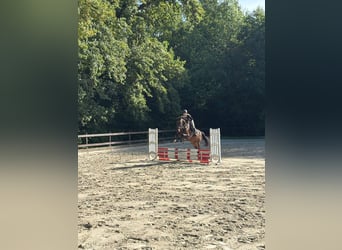 Zangersheider, Gelding, 4 years, Brown