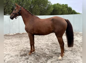 Zangersheider, Gelding, 4 years, Chestnut-Red