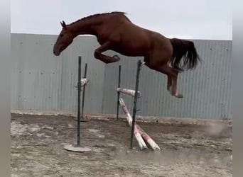 Zangersheider, Gelding, 4 years, Chestnut-Red