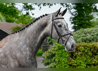 Zangersheider, Gelding, 4 years, Gray