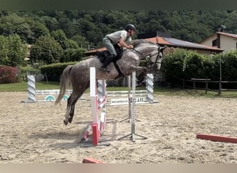 Zangersheider, Gelding, 4 years, Grey