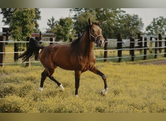 Zangersheider, Gelding, 4 years