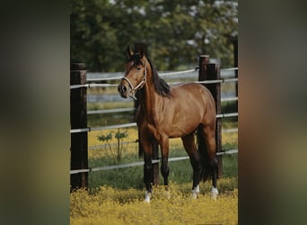 Zangersheider, Gelding, 4 years